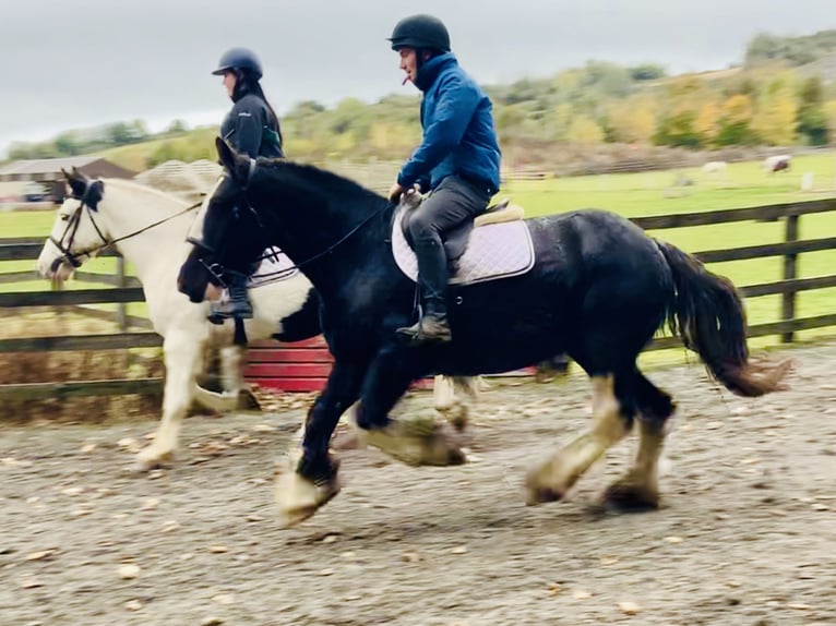 Cob Caballo castrado 5 años 155 cm Negro in Mountrath