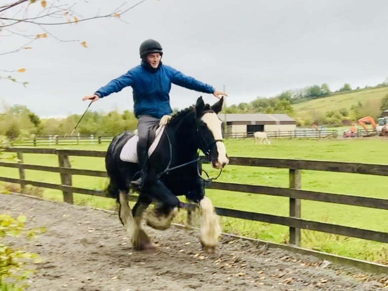 Cob Caballo castrado 5 años 155 cm Negro in Mountrath