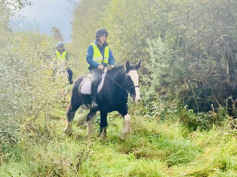 Cob Caballo castrado 5 años 155 cm Negro in Mountrath