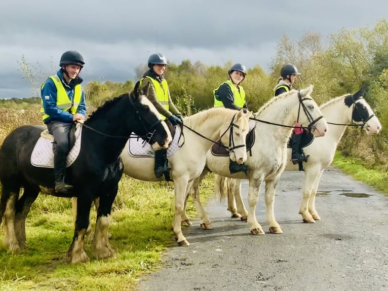 Cob Caballo castrado 5 años 155 cm Negro in Mountrath