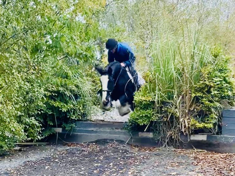 Cob Caballo castrado 5 años 155 cm Negro in Mountrath