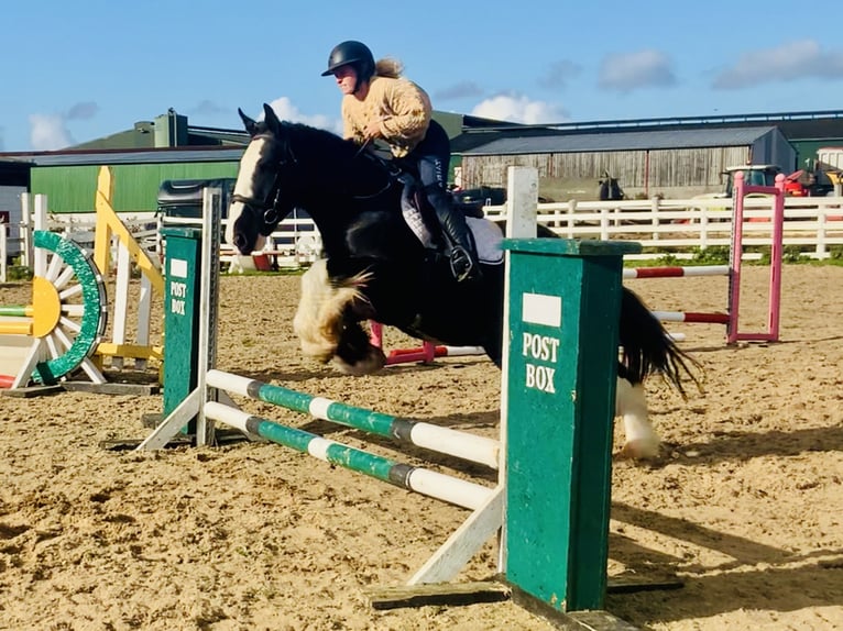 Cob Caballo castrado 5 años 155 cm Negro in Mountrath