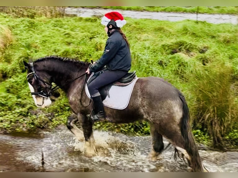 Cob Caballo castrado 5 años 157 cm Bayo in Mountrath