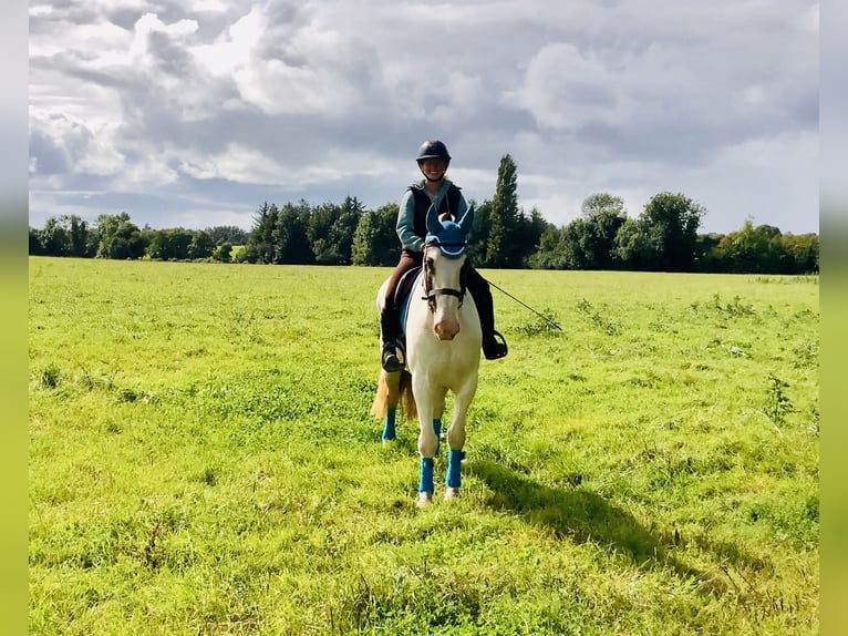 Cob Caballo castrado 5 años 158 cm Pío in Mountrath