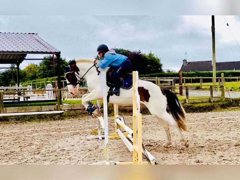 Cob Caballo castrado 5 años 158 cm Pío in Mountrath