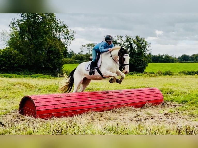 Cob Caballo castrado 5 años 158 cm Pío in Mountrath