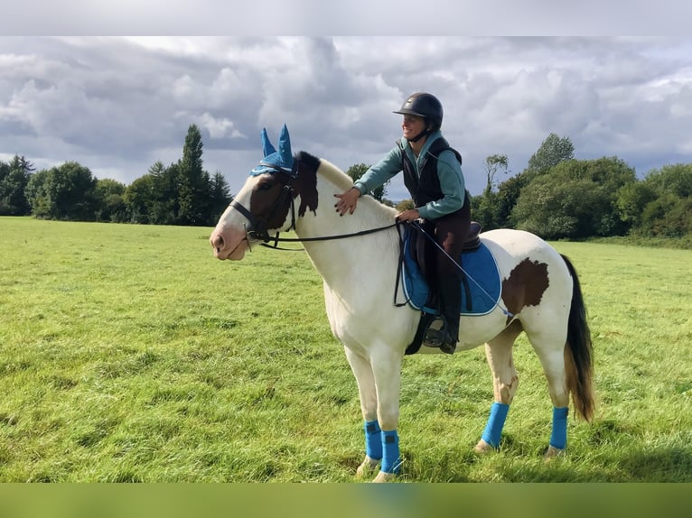 Cob Caballo castrado 5 años 158 cm Pío in Mountrath