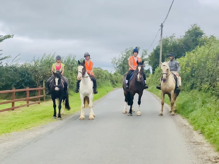 Cob Caballo castrado 5 años 158 cm Pío in Mountrath