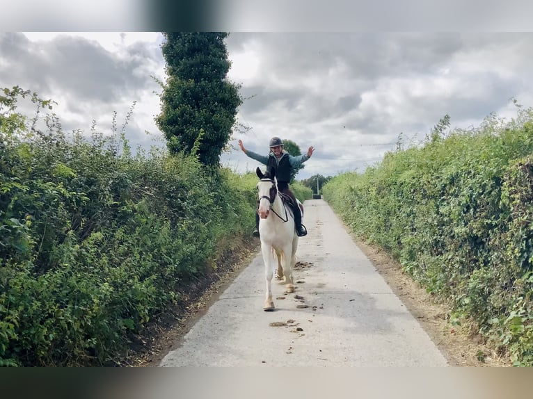 Cob Caballo castrado 5 años 158 cm Pío in Mountrath