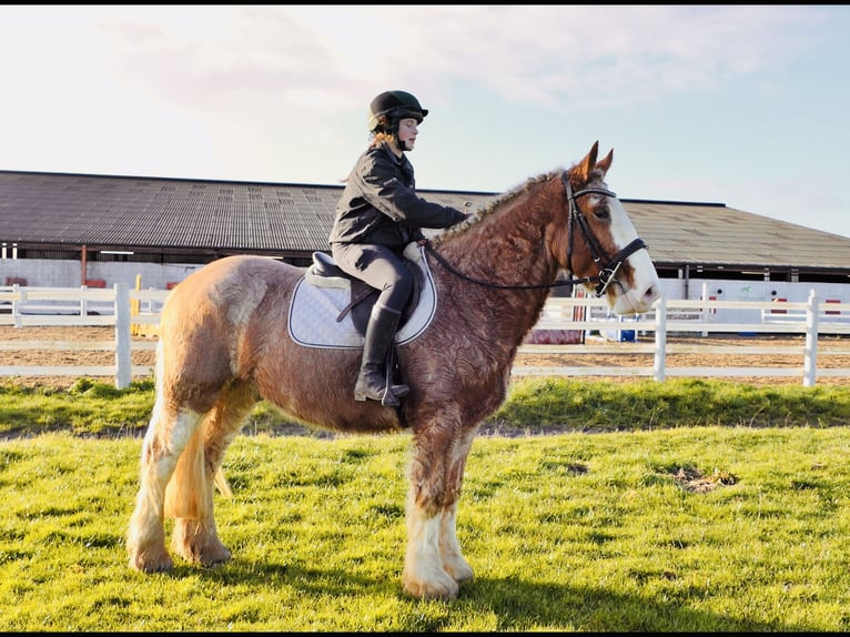Cob Caballo castrado 5 años 159 cm Ruano alazán in Mountrath