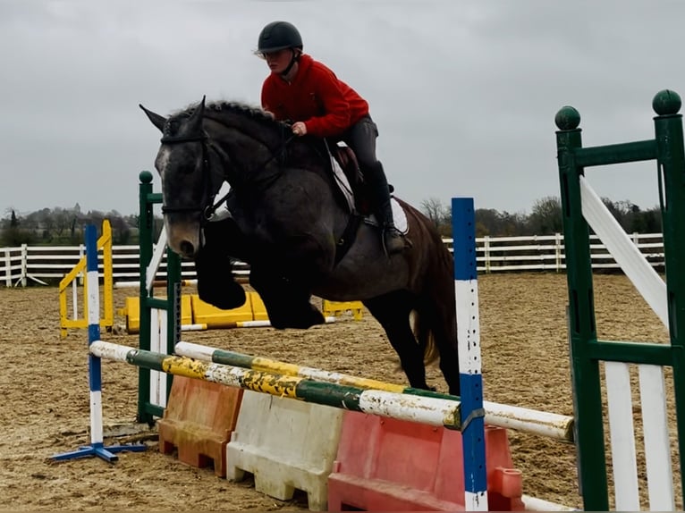 Cob Caballo castrado 5 años 159 cm Ruano azulado in Mountrath