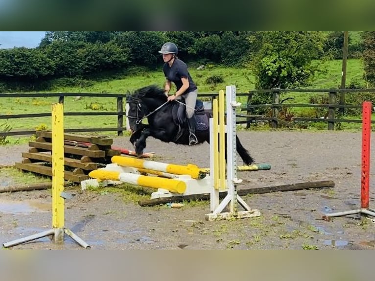 Cob Caballo castrado 6 años 128 cm Negro in ligo