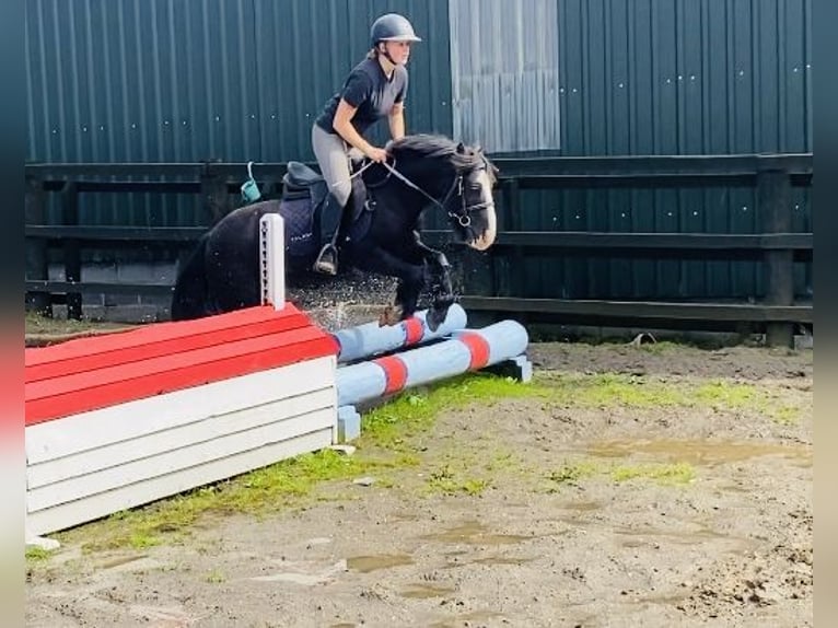 Cob Caballo castrado 6 años 128 cm Negro in ligo