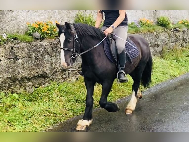 Cob Caballo castrado 6 años 128 cm Negro in ligo