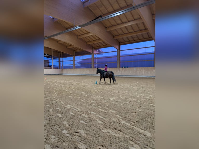 Cob Mestizo Caballo castrado 6 años 130 cm Castaño in Oberhaching