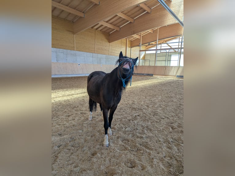 Cob Mestizo Caballo castrado 6 años 130 cm Castaño in Oberhaching