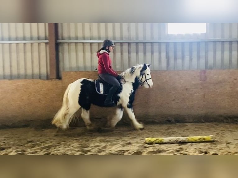 Cob Caballo castrado 6 años 130 cm Pío in Sligo