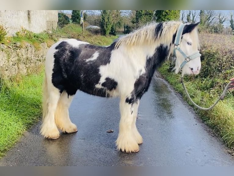 Cob Caballo castrado 6 años 130 cm Pío in Sligo