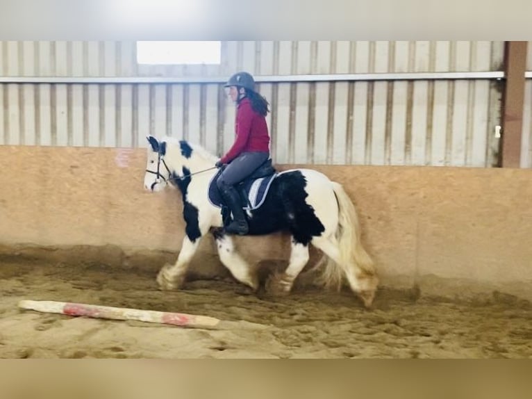 Cob Caballo castrado 6 años 130 cm Pío in Sligo