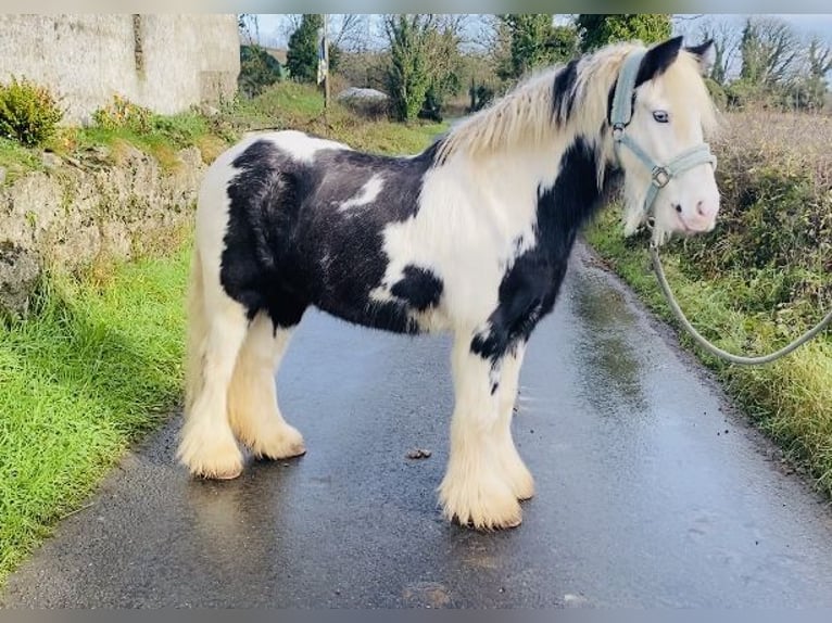 Cob Caballo castrado 6 años 130 cm Pío in Sligo