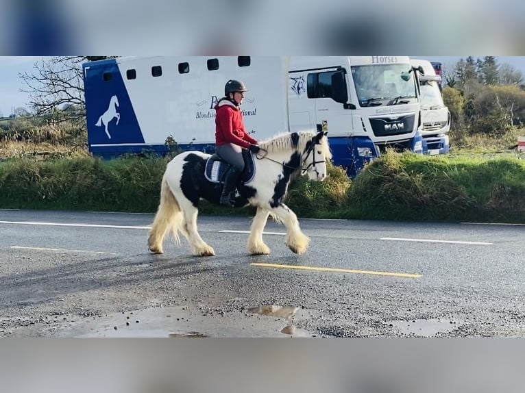 Cob Caballo castrado 6 años 130 cm Pío in Sligo