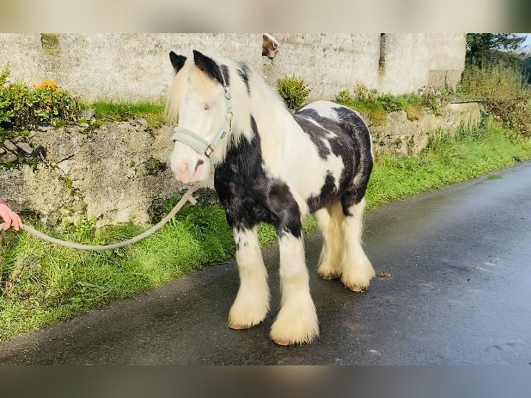 Cob Caballo castrado 6 años 130 cm Pío in Sligo