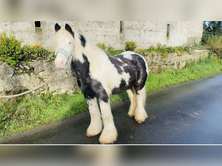 Cob Caballo castrado 6 años 130 cm Pío in Sligo