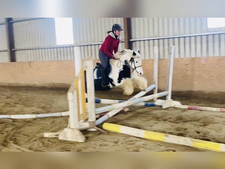 Cob Caballo castrado 6 años 130 cm Pío in Sligo