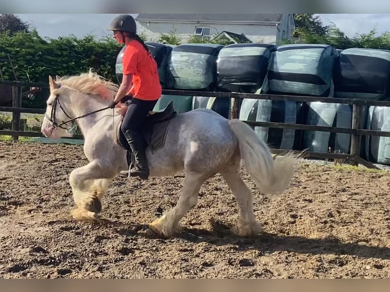 Cob Caballo castrado 6 años 146 cm Tordo ruano in Sligo