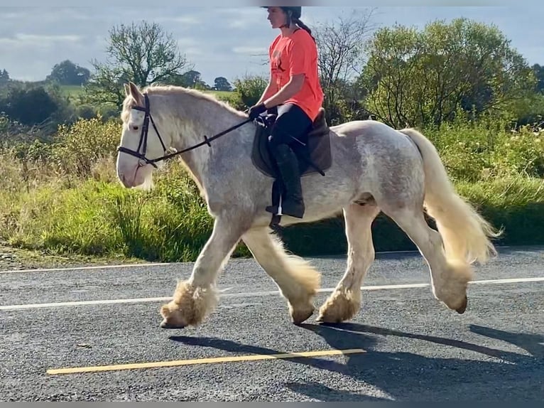 Cob Caballo castrado 6 años 146 cm Tordo ruano in Sligo