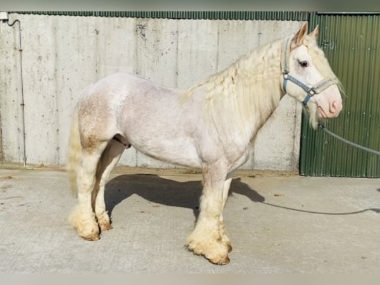 Cob Caballo castrado 6 años 146 cm Tordo ruano in Sligo