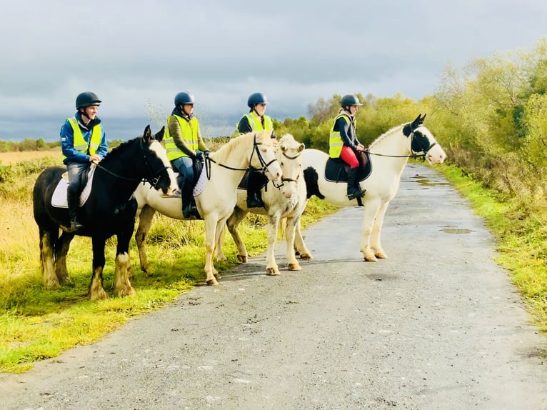 Cob Caballo castrado 6 años 152 cm Tordo in Mountrath