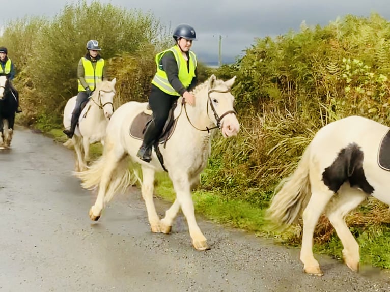 Cob Caballo castrado 6 años 152 cm Tordo in Mountrath