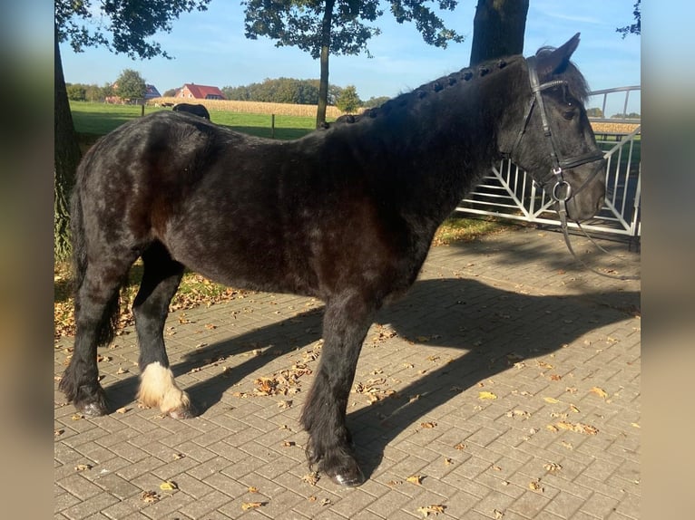 Cob Caballo castrado 6 años 155 cm Negro in Hopsten