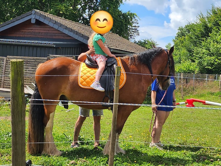 Cob Caballo castrado 6 años 160 cm Castaño in Sevenig (Our)