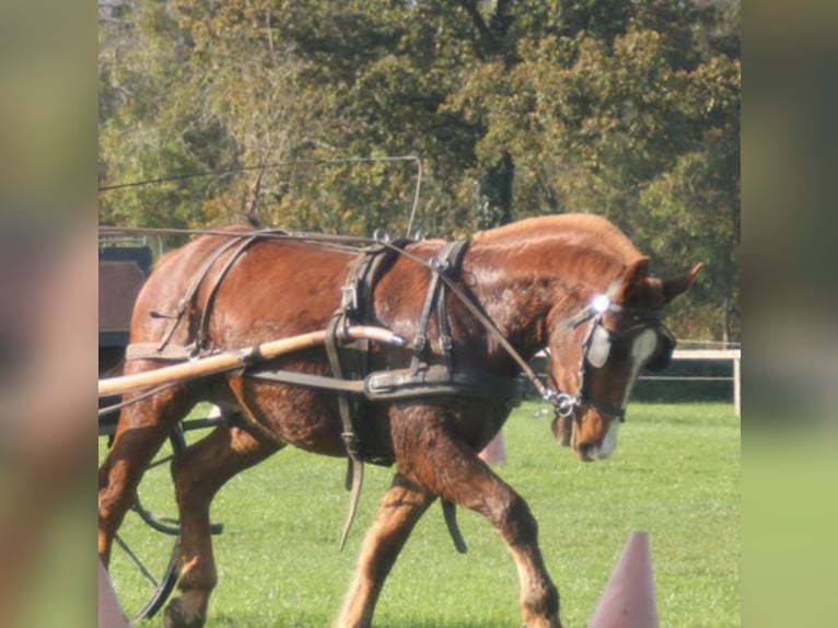 Cob Caballo castrado 6 años Castaño in Soisy-sous-Montmorency