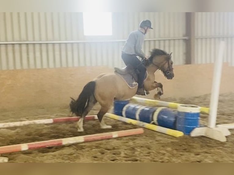 Cob Caballo castrado 7 años 133 cm Bayo in Sligo