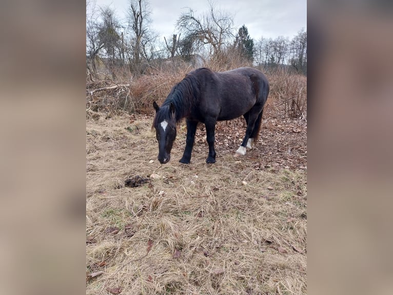 Cob Mestizo Caballo castrado 7 años 163 cm Negro in Ronchamp