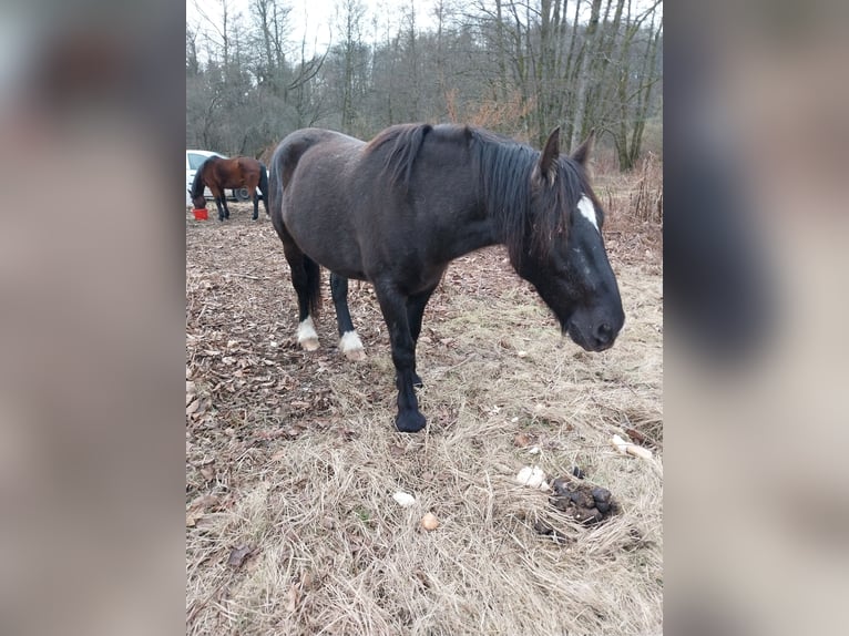 Cob Mestizo Caballo castrado 7 años 163 cm Negro in Ronchamp