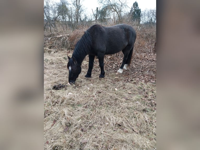 Cob Mestizo Caballo castrado 7 años 163 cm Negro in Ronchamp