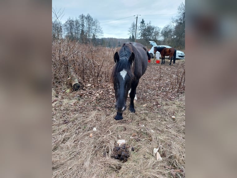 Cob Mestizo Caballo castrado 7 años 163 cm Negro in Ronchamp