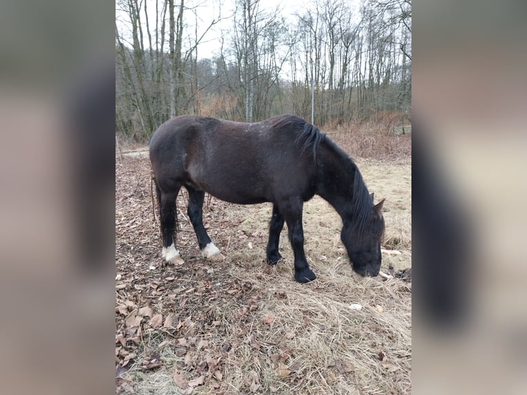 Cob Mestizo Caballo castrado 7 años 163 cm Negro in Ronchamp