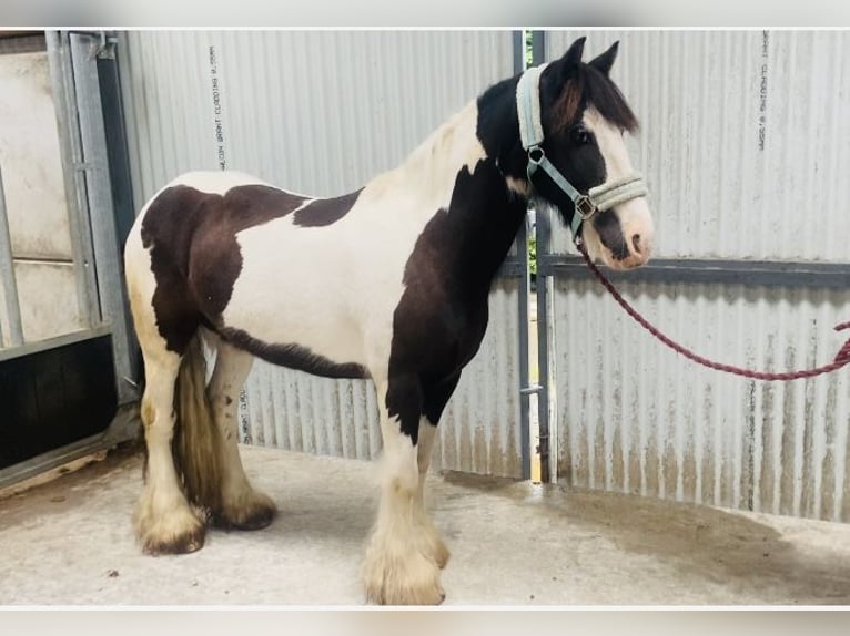 Cob Caballo castrado 8 años 133 cm Pío in Sligo