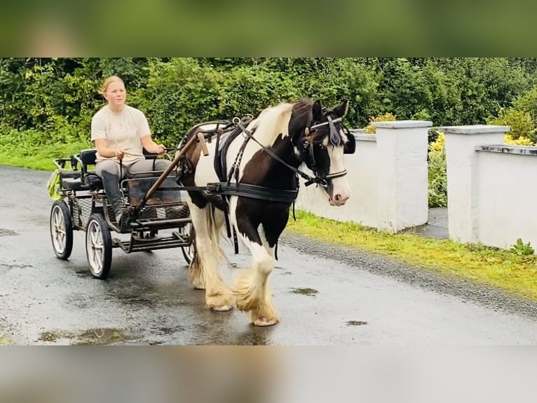 Cob Caballo castrado 8 años 133 cm Pío in Sligo