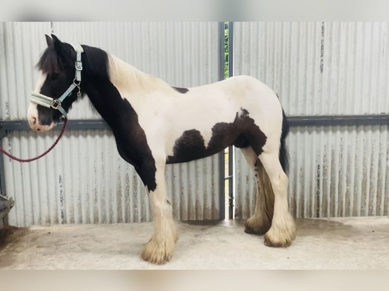 Cob Caballo castrado 8 años 133 cm Pío in Sligo