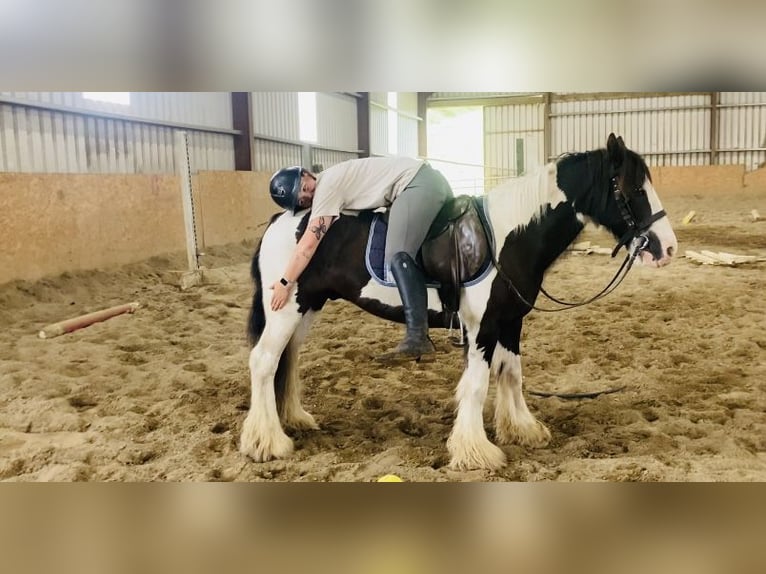 Cob Caballo castrado 8 años 133 cm Pío in Sligo