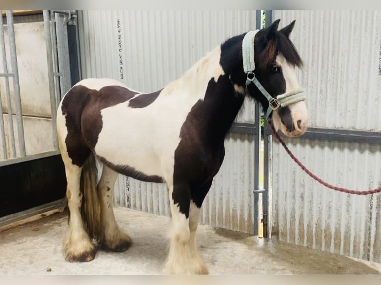 Cob Caballo castrado 8 años 133 cm Pío in Sligo