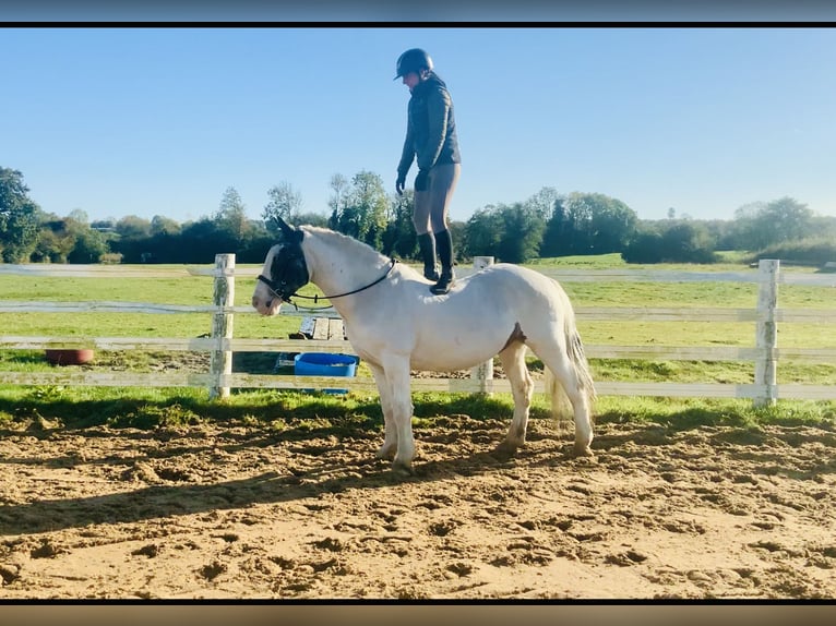 Cob Caballo castrado 8 años 145 cm Pío in Mountrath