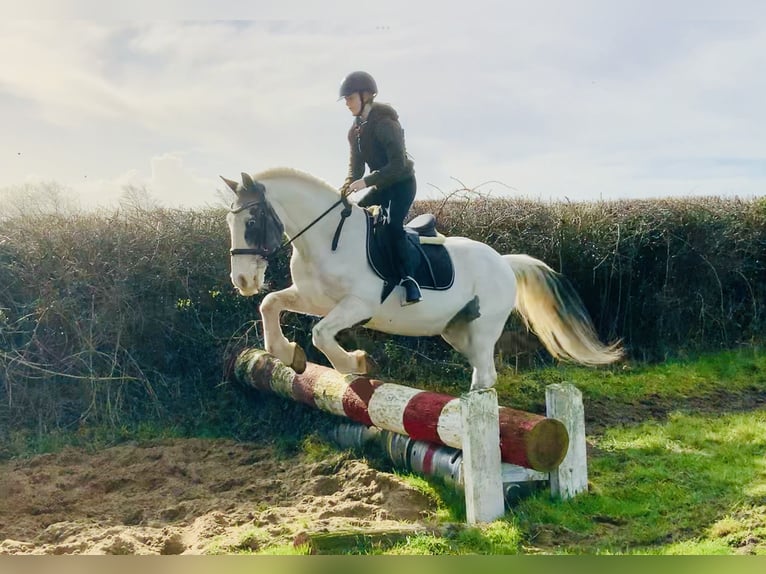 Cob Caballo castrado 8 años 145 cm Pío in Mountrath