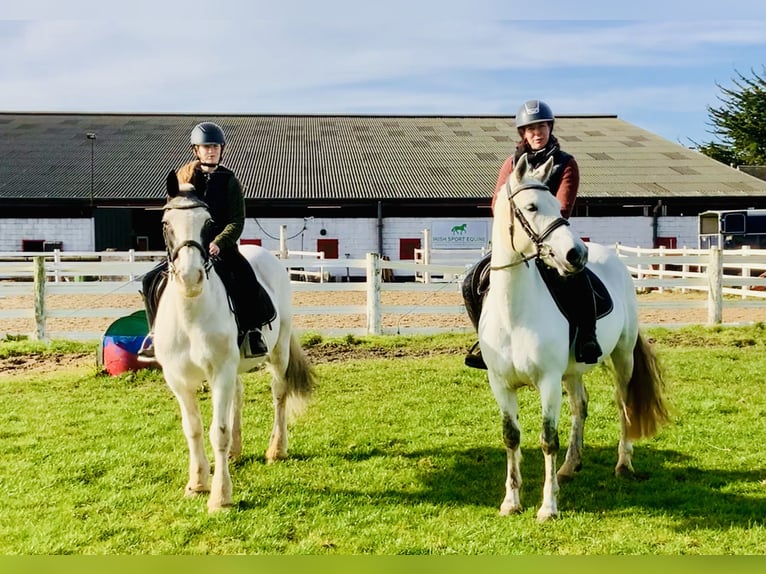 Cob Caballo castrado 8 años 145 cm Pío in Mountrath